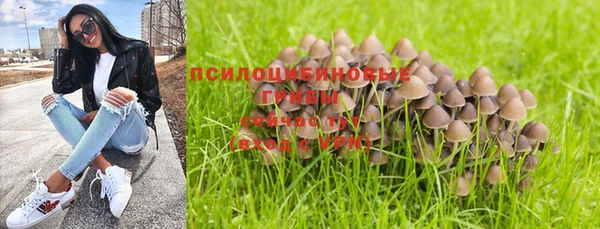 прущие грибы Абинск